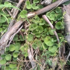 Dichondra sp. Inglewood (J.M.Dalby 86/93) Qld Herbarium (Kidney Weed) at Glen Fergus, NSW - 29 Nov 2022 by mahargiani