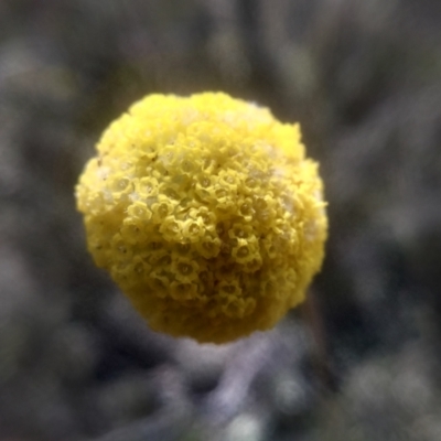 Craspedia variabilis (Common Billy Buttons) at Glen Fergus, NSW - 29 Nov 2022 by mahargiani