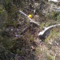 Craspedia variabilis at Glen Fergus, NSW - 29 Nov 2022