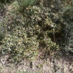 Pomaderris elliptica (Yellow Dogwood) at Coornartha Nature Reserve - 29 Nov 2022 by mahargiani