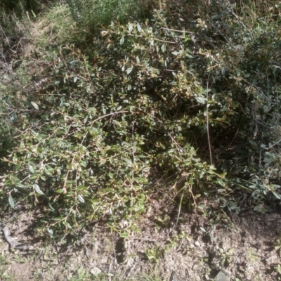 Pomaderris elliptica (Yellow Dogwood) at Glen Fergus, NSW - 29 Nov 2022 by mahargiani