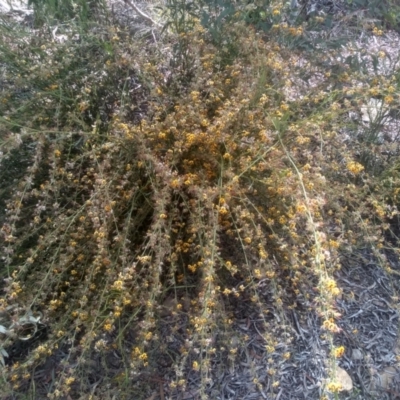 Daviesia sp. (Bitter-pea) at Coornartha Nature Reserve - 29 Nov 2022 by mahargiani