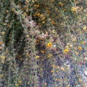 Daviesia sp. at Glen Fergus, NSW - 29 Nov 2022