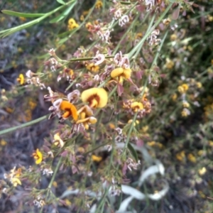 Daviesia sp. at Glen Fergus, NSW - 29 Nov 2022