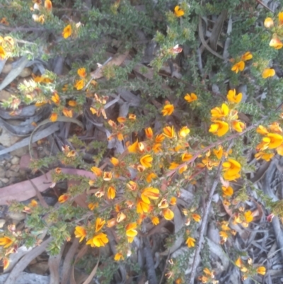 Pultenaea procumbens (Bush Pea) at Glen Fergus, NSW - 29 Nov 2022 by mahargiani