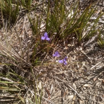 Dianella revoluta var. revoluta (Black-Anther Flax Lily) at Glen Fergus, NSW - 29 Nov 2022 by mahargiani