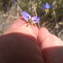 Dianella revoluta var. revoluta at Glen Fergus, NSW - 29 Nov 2022 03:39 PM