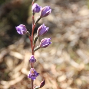 Thelymitra x truncata at Glen Fergus, NSW - 29 Nov 2022