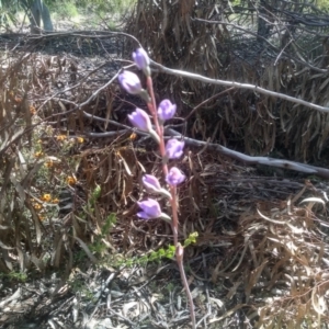 Thelymitra x truncata at Glen Fergus, NSW - 29 Nov 2022