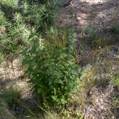 Veronica derwentiana (Derwent Speedwell) at Coornartha Nature Reserve - 29 Nov 2022 by mahargiani