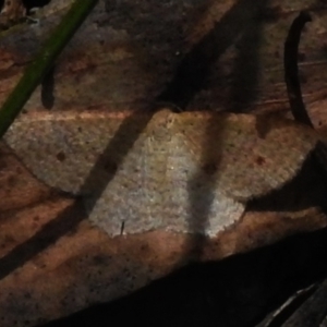 Epicyme rubropunctaria at Cotter River, ACT - 29 Nov 2022