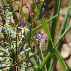 Dianella revoluta var. revoluta (Black-Anther Flax Lily) at Cotter River, ACT - 29 Nov 2022 by RAllen