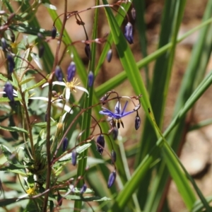 Dianella revoluta var. revoluta at Cotter River, ACT - 29 Nov 2022 12:48 PM