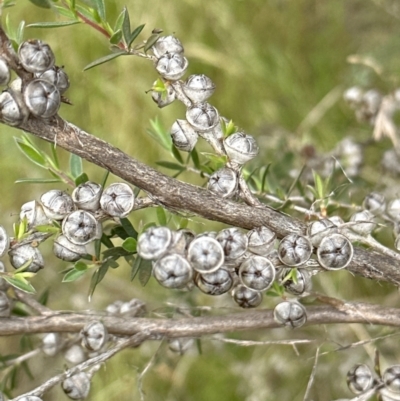 Leptospermum continentale (Prickly Teatree) at Yarralumla, ACT - 30 Nov 2022 by lbradley