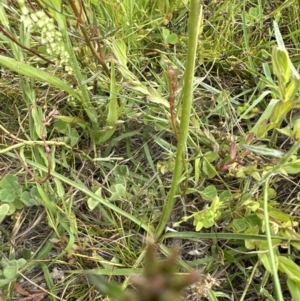 Arthropodium fimbriatum at Yarralumla, ACT - 30 Nov 2022 10:22 AM