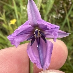 Arthropodium fimbriatum at Yarralumla, ACT - 30 Nov 2022 10:22 AM