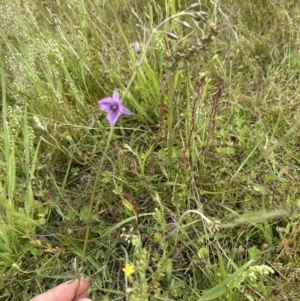 Arthropodium fimbriatum at Yarralumla, ACT - 30 Nov 2022 10:22 AM