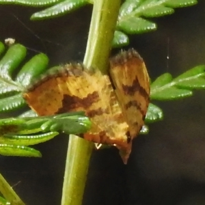 Chrysolarentia correlata at Cotter River, ACT - 29 Nov 2022