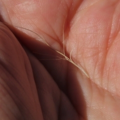 Pentapogon quadrifidus (Five-awn Spear Grass) at Macgregor, ACT - 25 Nov 2022 by AndyRoo