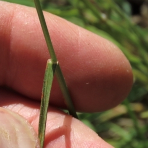 Pentapogon quadrifidus at Macgregor, ACT - 25 Nov 2022