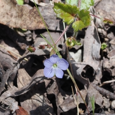 Veronica calycina (Hairy Speedwell) at Cotter River, ACT - 29 Nov 2022 by RAllen