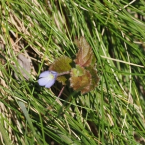 Veronica calycina at Cotter River, ACT - 29 Nov 2022 01:24 PM