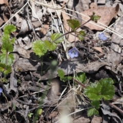 Veronica calycina at Cotter River, ACT - 29 Nov 2022 01:24 PM