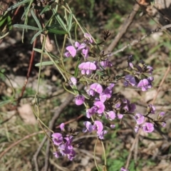 Glycine clandestina (Twining Glycine) at Chisholm, ACT - 15 Oct 2022 by MichaelBedingfield
