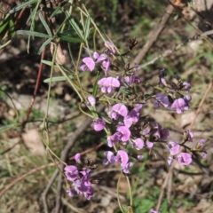 Glycine clandestina (Twining Glycine) at Chisholm, ACT - 15 Oct 2022 by michaelb