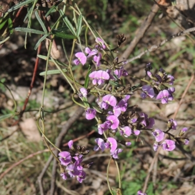 Glycine clandestina (Twining Glycine) at Chisholm, ACT - 15 Oct 2022 by MichaelBedingfield