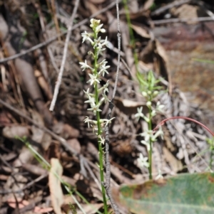 Stackhousia monogyna at Cotter River, ACT - 29 Nov 2022 01:06 PM