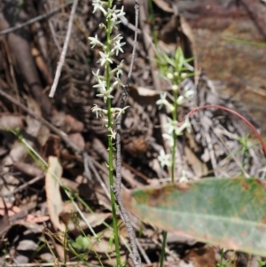 Stackhousia monogyna at Cotter River, ACT - 29 Nov 2022 01:06 PM