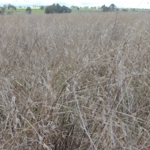 Themeda triandra at Boorowa, NSW - 23 Oct 2022 03:05 PM