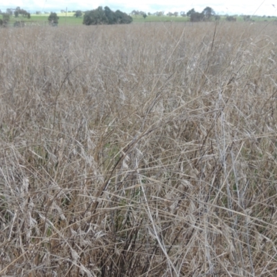 Themeda triandra (Kangaroo Grass) at Tarengo Reserve (Boorowa) - 23 Oct 2022 by michaelb