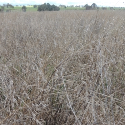 Themeda triandra (Kangaroo Grass) at Boorowa, NSW - 23 Oct 2022 by MichaelBedingfield