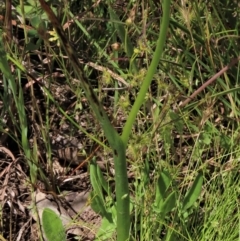 Microtis unifolia at Dunlop, ACT - 25 Nov 2022