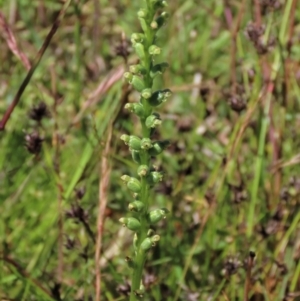 Microtis unifolia at Dunlop, ACT - 25 Nov 2022