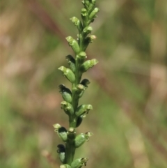 Microtis unifolia at Dunlop, ACT - 25 Nov 2022