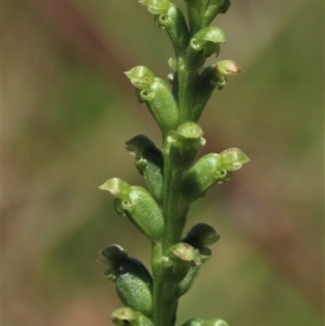 Microtis unifolia at Dunlop, ACT - 25 Nov 2022