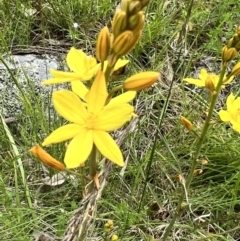 Bulbine bulbosa at Stromlo, ACT - 5 Nov 2022