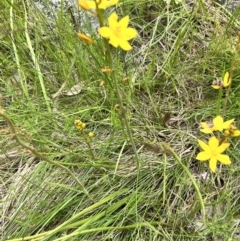 Bulbine bulbosa at Stromlo, ACT - 5 Nov 2022