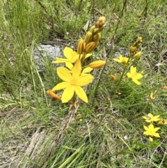 Bulbine bulbosa at Stromlo, ACT - 5 Nov 2022