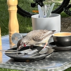 Anthochaera carunculata (Red Wattlebird) at Lake Burley Griffin Central/East - 30 Oct 2022 by JimL