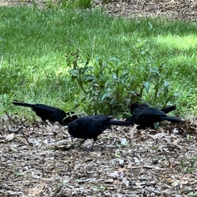 Corcorax melanorhamphos (White-winged Chough) at Barton, ACT - 30 Oct 2022 by JimL