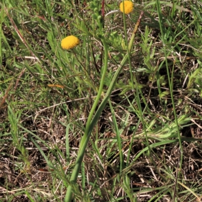 Microtis unifolia (Common Onion Orchid) at Macgregor, ACT - 25 Nov 2022 by AndyRoo