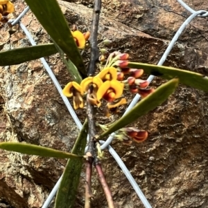 Daviesia mimosoides at Paddys River, ACT - 29 Oct 2022