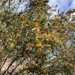 Daviesia mimosoides at Paddys River, ACT - 29 Oct 2022