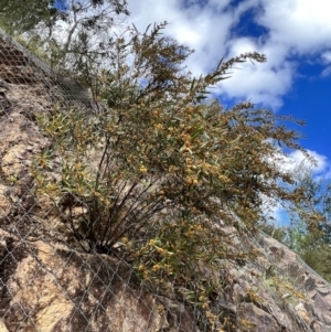 Daviesia mimosoides at Paddys River, ACT - 29 Oct 2022