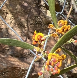 Daviesia mimosoides at Paddys River, ACT - 29 Oct 2022