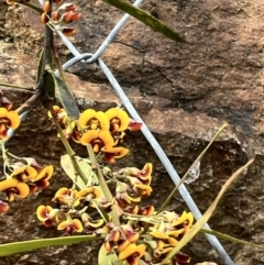 Daviesia mimosoides at Paddys River, ACT - 29 Oct 2022 04:59 PM